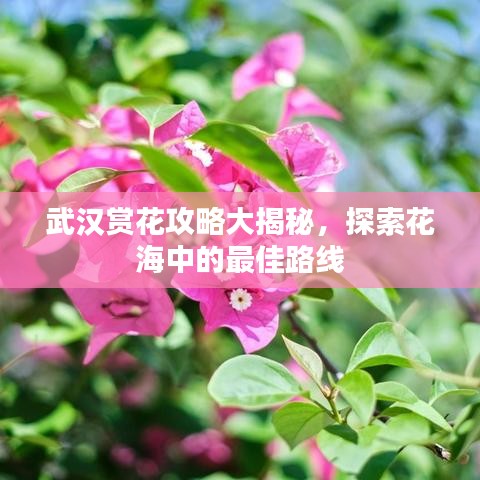 武汉赏花攻略大揭秘，探索花海中的最佳路线