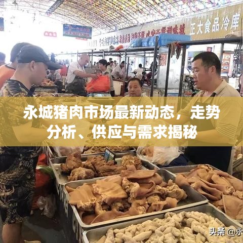 永城猪肉市场最新动态，走势分析、供应与需求揭秘