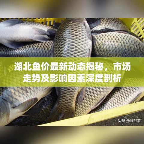湖北鱼价最新动态揭秘，市场走势及影响因素深度剖析