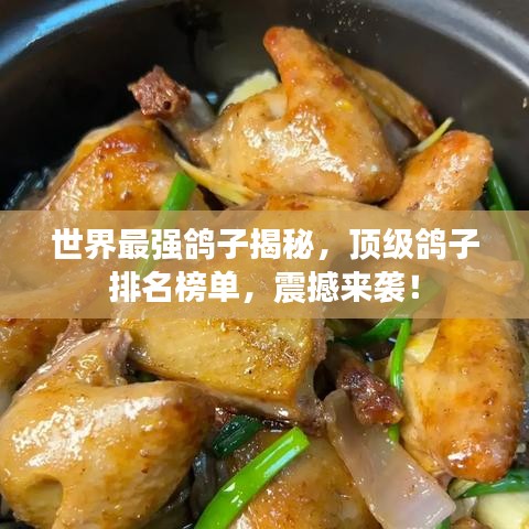 世界最强鸽子揭秘，顶级鸽子排名榜单，震撼来袭！