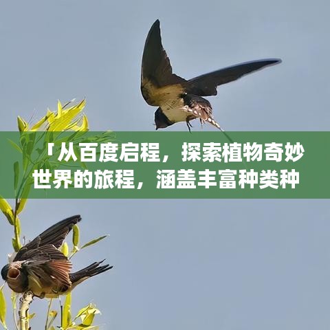 「从百度启程，探索植物奇妙世界的旅程，涵盖丰富种类种类」